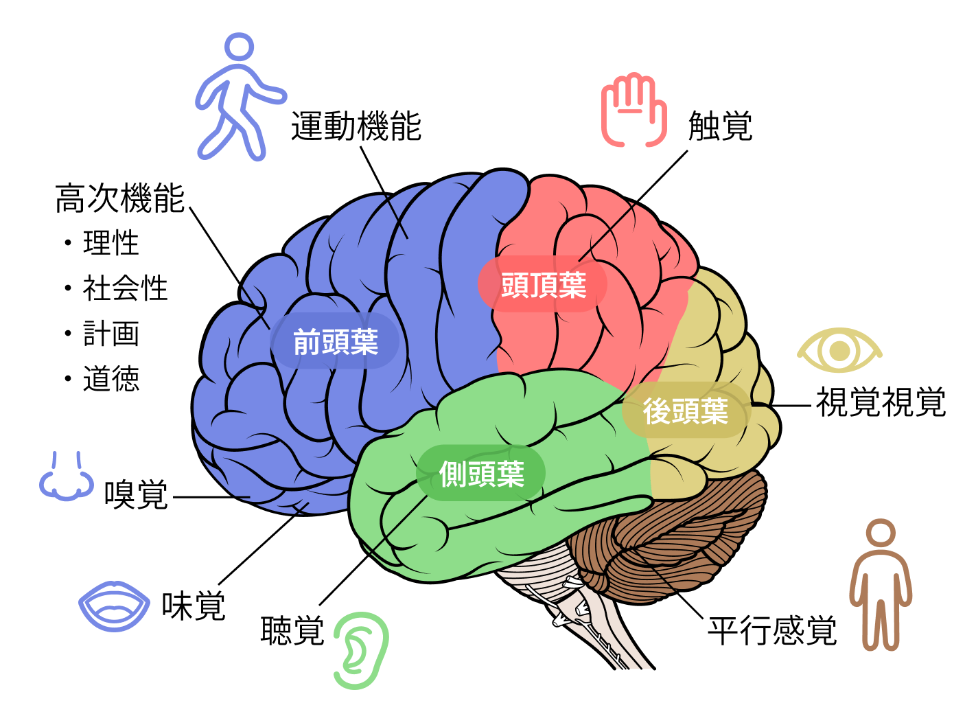 脳の部位マップ
